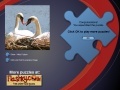 Játék Swans Puzzle