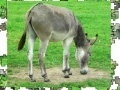 Játék Jigsaw: Donkey