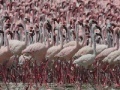 Játék Flamingos Slider
