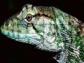 Játék Wild iguana slide puzzle