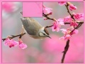 Játék Bird at Spring