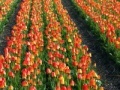 Játék Jigsaw: Tulip Field