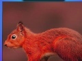 Játék Red summer squirrels puzzle