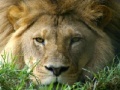 Játék African Lion