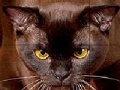 Játék Wild brown cat slide puzzle