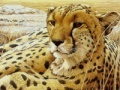 Játék Leopard