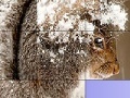 Játék Squirrel in the snow slide puzzle