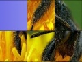 Játék Black insect slide puzzle