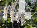 Játék Jigsaw: New Flowers