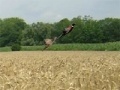Játék Pheasant Hunting