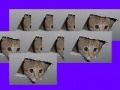 Játék Ceiling Cat Invaders