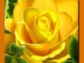 Játék Yellow Roses
