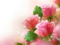 Játék Pink Roses