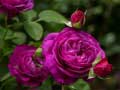 Játék Purple Roses