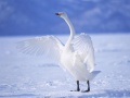 Játék Graceful Swans