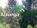 Játék Return To Alsunga Forest
