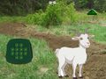 Játék Goat Find The Child