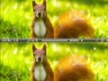 Játék Squirrel difference