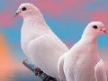 Játék Lovely white doves slide puzzle