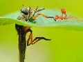 Játék Little ant and leaf slide puzzle