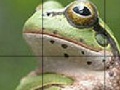 Játék Sweet Green Frog Slide Puzzle