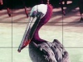 Játék Pink headed pelican slide puzzle