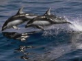 Játék Dolphins Sliding Puzzle