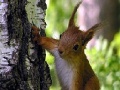 Játék Cute squirrels slide puzzle