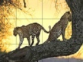 Játék Big wild cats slide puzzle