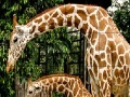 Játék Giraffes in the forest slide puzzle