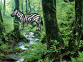 Játék Hidden Zebra