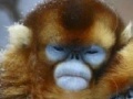 Játék Two funny Monkey