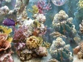 Játék Hidden Numbers Aquarium