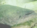 Játék Catfish Puzzle