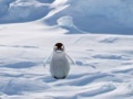 Játék Cannibal Penguin