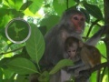 Játék Hidden Animals: Baby Monkeys