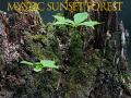Játék Mystic sunset forest