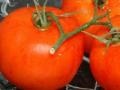 Játék Fruits & vegetables 7