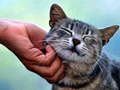 Játék Tickling Cat