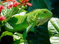 Játék Wild Iguana