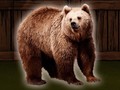 Játék Save The Grizzly Bear