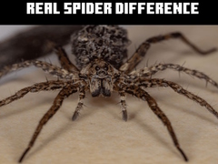 Játék Real Spider Difference